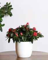 Azalea plant with red flowers